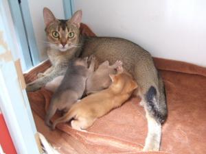 ＨｏｔＣａｔ　Ｉｂｕ