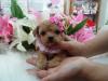 MIX（雑種）極上、極小プレミアムデザインDOG