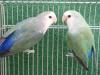 コザクラインコ　（ペア）