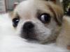 MIX（雑種）プレミアムデザインDOG