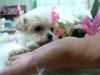 MIX（雑種）極上、極小プレミアムデザインDOG