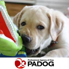 子犬販売アットワン