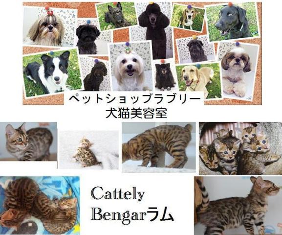 ベンガル猫　キャッテリー　ベンガーラム