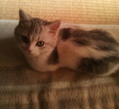 マンチカン専門店 福ちゃん 子猫ブリーダー