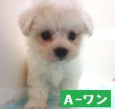 MIX(雑種)