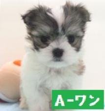 MIX(雑種)
