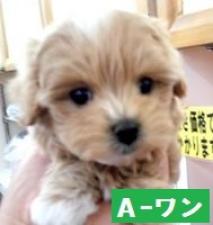 MIX(雑種)
