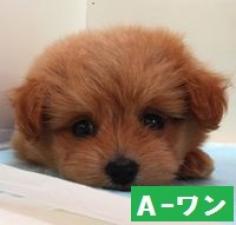 MIX(雑種)