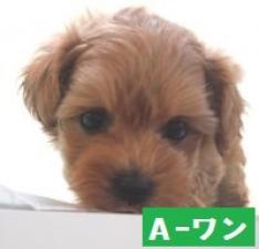 MIX(雑種)マルプー
