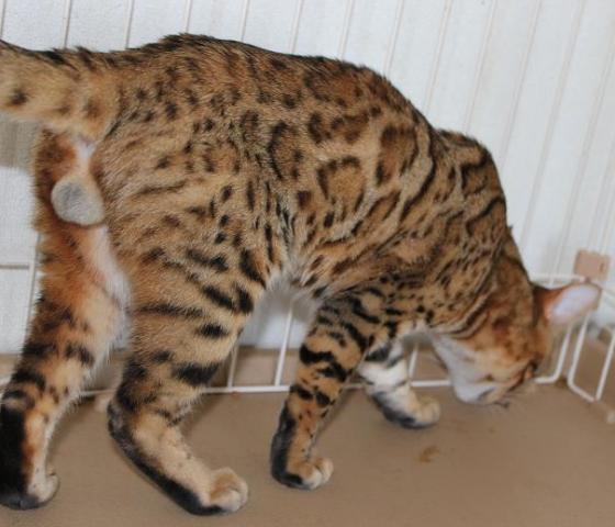 ベンガル猫　ひょう柄　ロゼット　大柄　種雄　チャンピオン