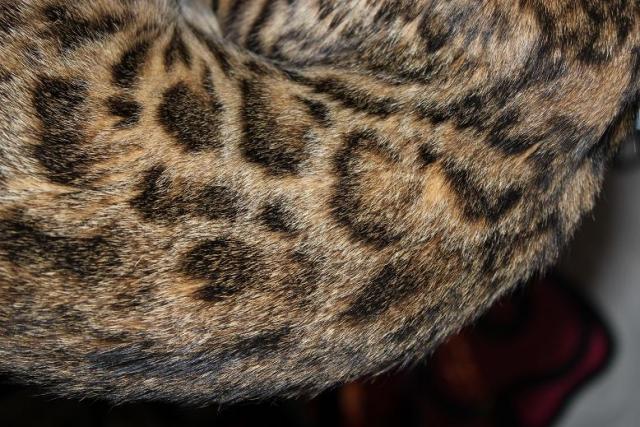 ワイルドベンガル　ベンガル猫　ひょう柄　ロゼット　野性的