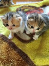 プリティードック、プリティーキャット