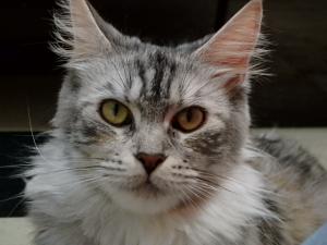 Cattery PureJewel