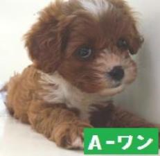 MIX(雑種)