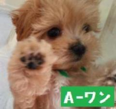 MIX(雑種)