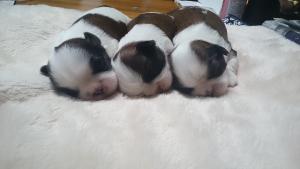 HappyDogGarden