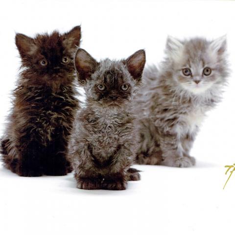 2014年生まれのセルカークレックスの子猫たち