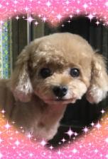 DOG SALON JEWEL DOG