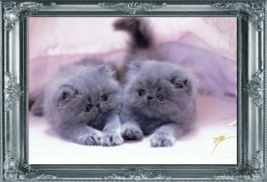 Cattery HOPE JUNO