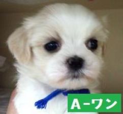 MIX(雑種)