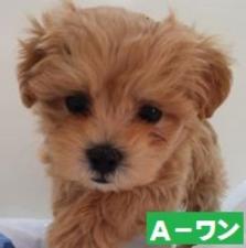 MIX(雑種)