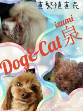 dog & cat 泉