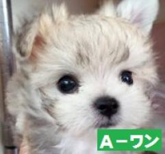 MIX(雑種)