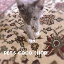 COCO Jewel Cat