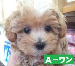 MIX(雑種)
