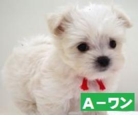 MIX(雑種)
