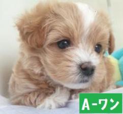 MIX(雑種)