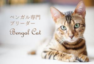 ベンガルキャット