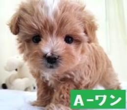 MIX(雑種)