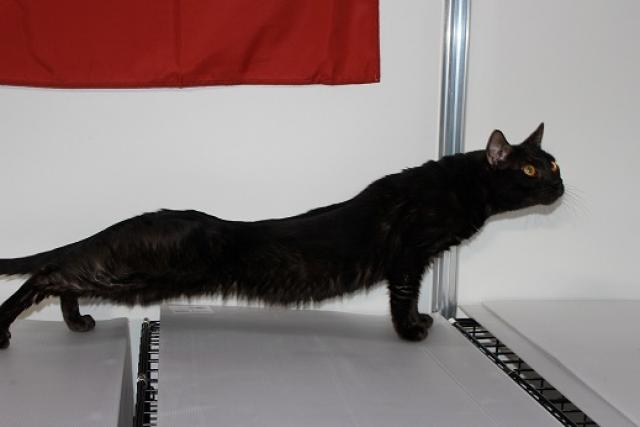 ベンガル猫　メラニスティック　ブラック　クロヒョウ