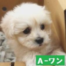 MIX(雑種)