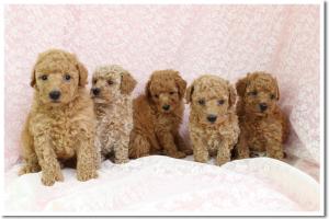 京都のペットショップDaisyhill