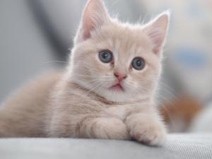 ねこやあんず
