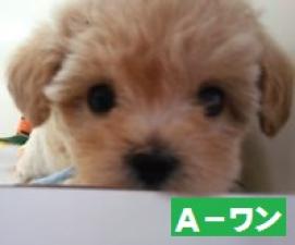MIX(雑種)