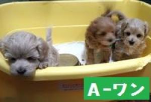 MIX(雑種)