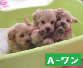 MIX(雑種)