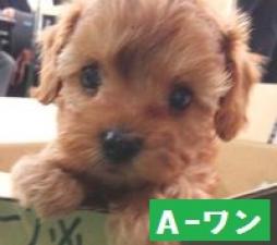 MIX(雑種)