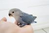 コザクラインコ