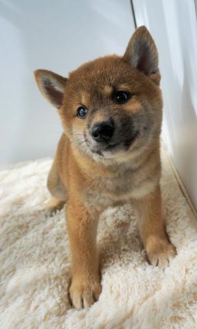 柴犬
