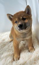 柴犬