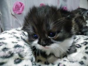 AKI ~子猫のおうち~