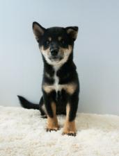 柴犬