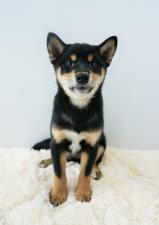 柴犬