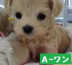 MIX(雑種)