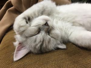 ねこ屋 しゅうtan