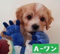 MIX(雑種)